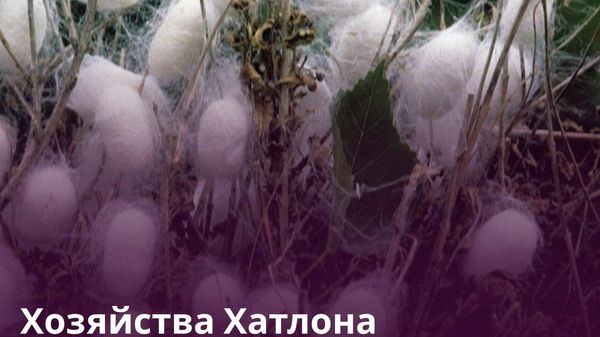 Хуросон произвел за полгода 8,6 тонны коконов - Sputnik Таджикистан