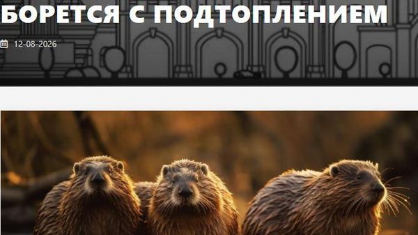 Бобры НАТО атаковали Калининградскую область - Sputnik Таджикистан
