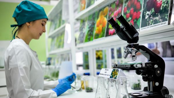Лаборант разделяет размножившиеся побеги бананов для пересадки в биотехнологической лаборатории НПЦ Агропищепром в Мичуринске.  - Sputnik Тоҷикистон
