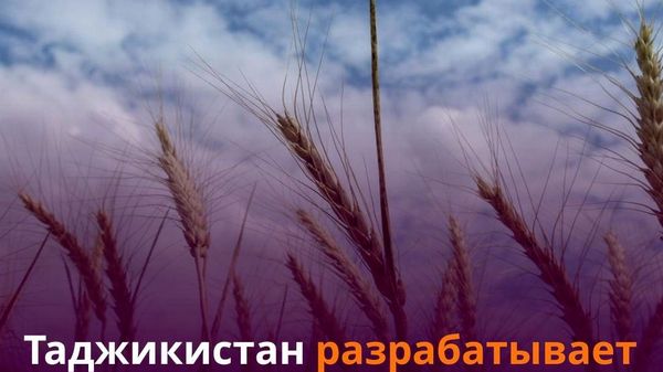 Аграрии Таджикистана засеяли отечественным хлопком 100 тыс - Sputnik Таджикистан