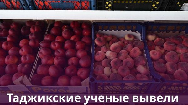В Таджикистане получили почти 240 патентов в области сельского хозяйства - Sputnik Таджикистан