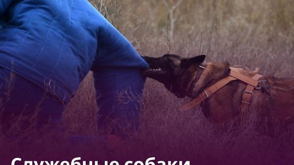 Таджикские служебные собаки обучаются в Узбекистане - Sputnik Таджикистан