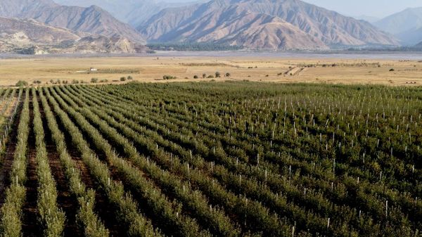 Более 100 тонн фруктов собрали в саду Rasht Link Intensive Garden в 2026 году - Sputnik Таджикистан