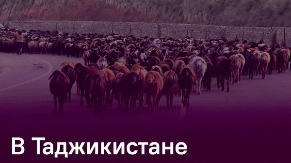 Почти 3,1 млн составляет поголовье крупного рогатого скота в Таджикистане - Sputnik Таджикистан