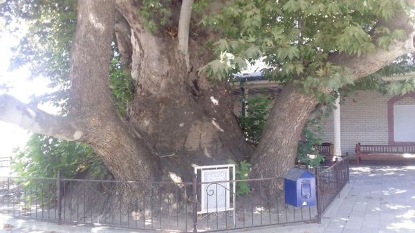 К хорошим новостям: вековые чинары в Узбекистане теперь под охраной властей - Sputnik Таджикистан
