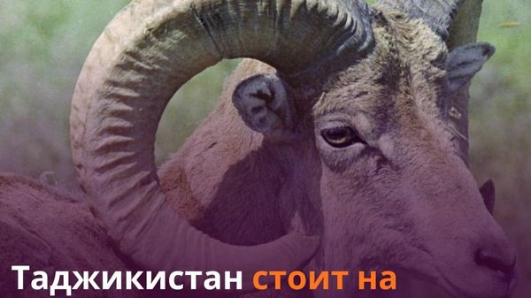 В Таджикистане принято 25 законов по сохранению биоразнообразия - Sputnik Таджикистан