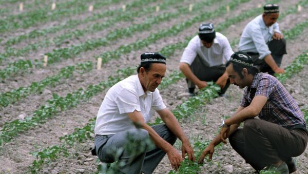 Рабочие на поле. Архивное фото - Sputnik Таджикистан