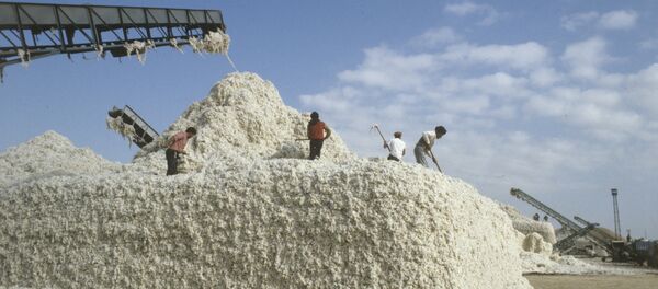 Ҷамъоварии пахта - Sputnik Тоҷикистон