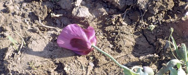 Бангдона. Акс аз бойгонӣ - Sputnik Тоҷикистон