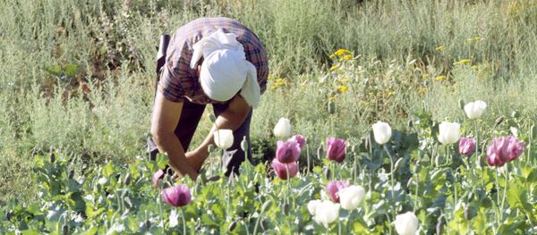 Замини кишти кӯкнор. Акс аз бойгонӣ - Sputnik Тоҷикистон