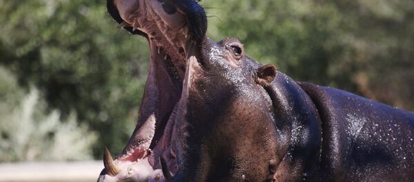 Гиппопотам. Архивное фото Гиппопотам. Архивное фото - Sputnik Таджикистан