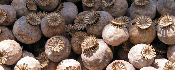 Опийный мак в Афганистане Опийный мак в Афганистане - Sputnik Таджикистан