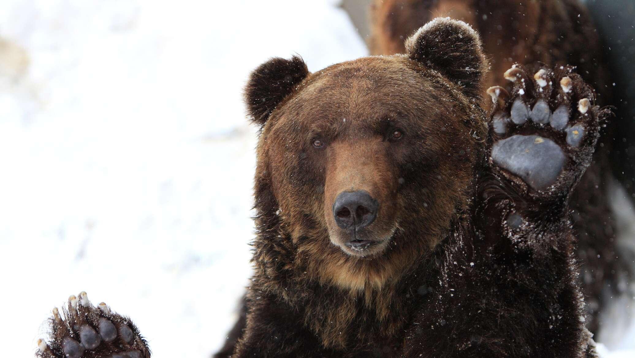 Скорость сибирского медведя. Бурый медведь в Якутии. Бурый медведь шатун. Сибирский бурый медведь. Якутский медведь бурый.