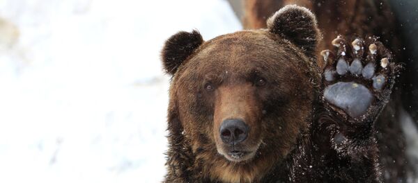 Медведь. Архивное фото Медведь. Архивное фото - Sputnik Таджикистан