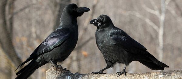 Вороны, архивное фото - Sputnik Таджикистан