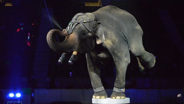 Слон в цирке. Архивное фото - Sputnik Таджикистан