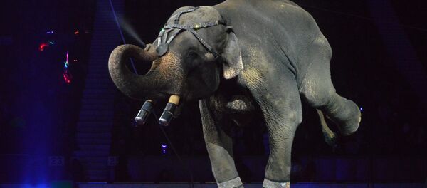 Слон в цирке. Архивное фото Слон в цирке. Архивное фото - Sputnik Таджикистан