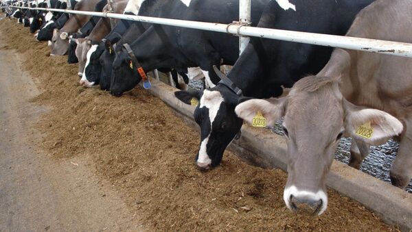 Молочная ферма агрохолдинга Рождество во Владимирской области - Sputnik Таджикистан