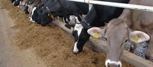 Молочная ферма агрохолдинга Рождество во Владимирской области - Sputnik Тоҷикистон