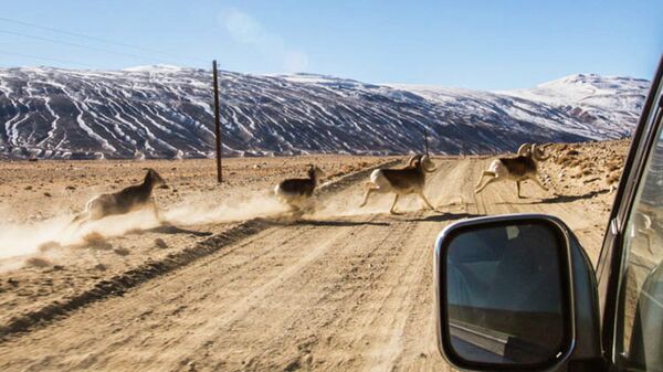 Архары на дороге. Архивное фото - Sputnik Таджикистан