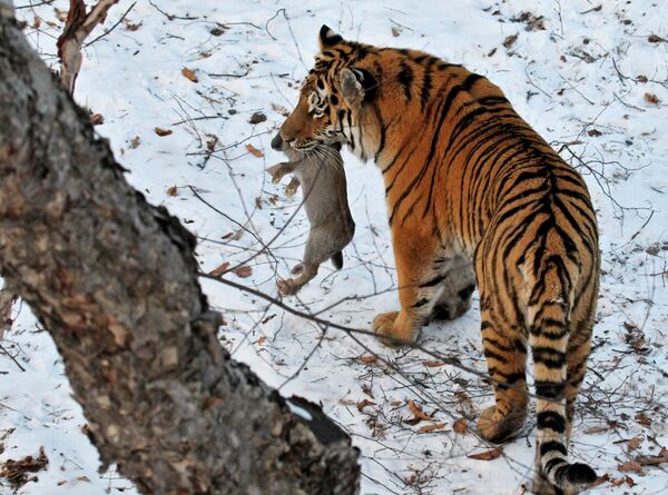 Амурские тигры. Архивное фото - Sputnik Таджикистан