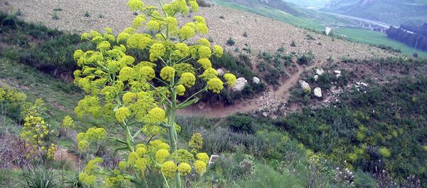 Цветок ферулы - Sputnik Тоҷикистон