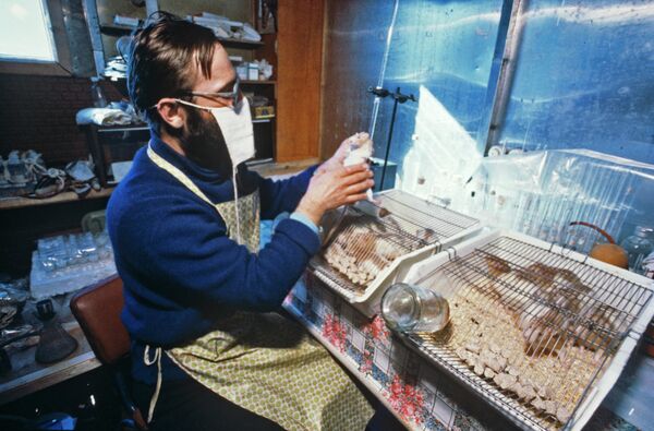 Исследования состояния имунной системы крыс. 1989 г. - Sputnik Таджикистан