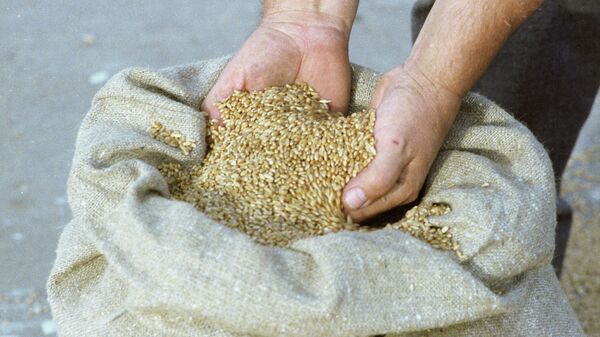 Пшеница, архивное фото - Sputnik Таджикистан