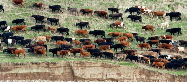 Чарогоҳ дар минтақаи Роғун. Акс аз бойгонӣ - Sputnik Тоҷикистон