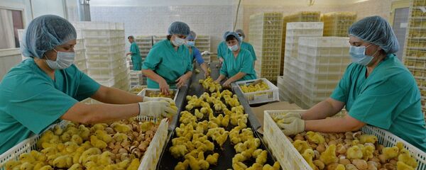 Птицеводческое предприятие. Архивное фото - Sputnik Тоҷикистон