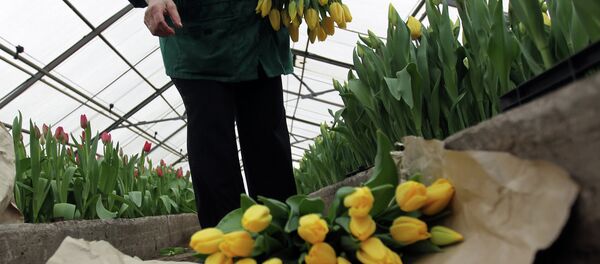 Срез тюльпанов в агрохозяйстве. Архивное фото Срез тюльпанов в агрохозяйстве. Архивное фото - Sputnik Таджикистан