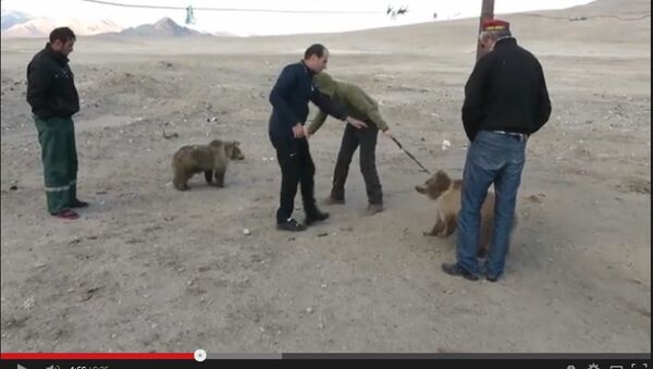 В Таджикистане двух медвежат вернули в дикую природу гор Памира - Sputnik Таджикистан