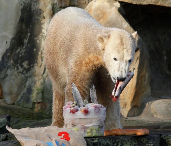 27 февраля отмечается день полярного медведя - Sputnik Таджикистан
