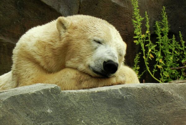 27 февраля отмечается день полярного медведя - Sputnik Таджикистан