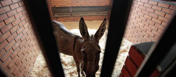 Осел. Архивное фото - Sputnik Тоҷикистон