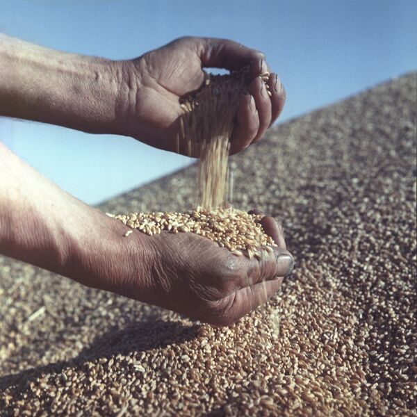 Урожай пшеницы. Архивное фото. - Sputnik Таджикистан