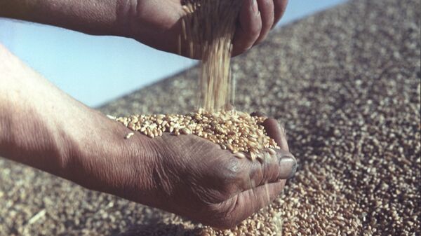 Урожай пшеницы. Архивное фото. - Sputnik Таджикистан
