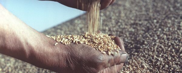 Ҳосили гандум. Акс аз бойгонӣ - Sputnik Тоҷикистон