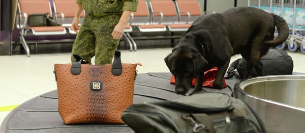 Корманди гумрук бо саги хидматӣ дар ҷустуҷӯи маводи мухаддир. Акс аз бойгонӣ - Sputnik Тоҷикистон