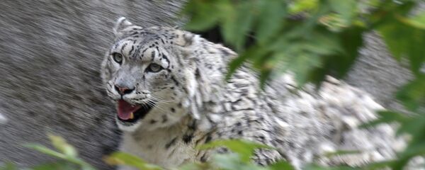 Снежный барс. Архивное фото - Sputnik Тоҷикистон