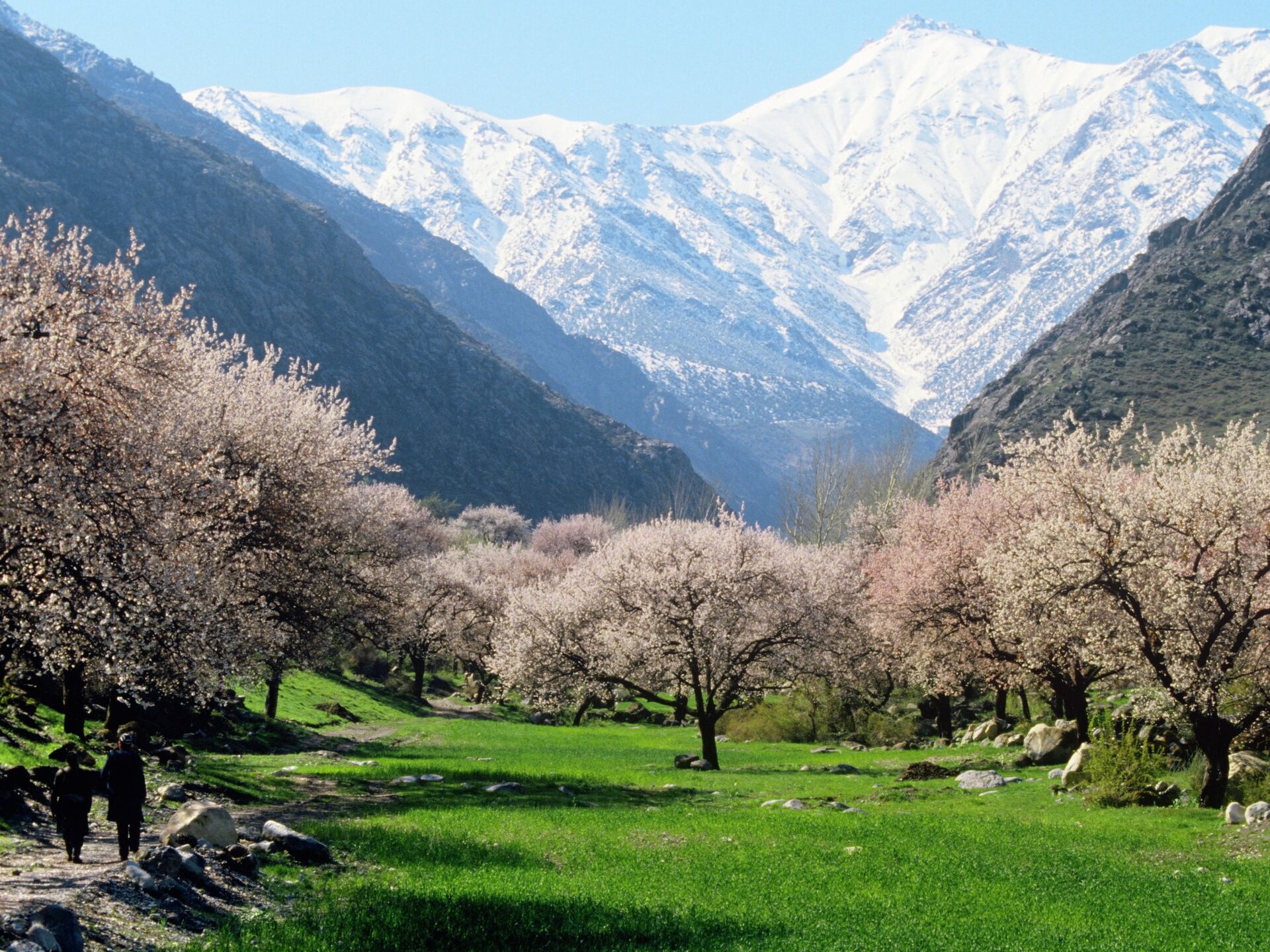 Абрикос цветет Таджикистан горы