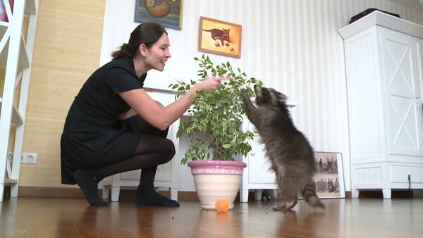 Игры с кошкой и селфи с хозяйкой – как живет звезда инстаграма енот Федя - Sputnik Таджикистан