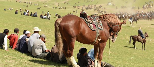 Бузкаши: национальная забава на лошадях - Sputnik Таджикистан