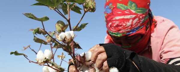 Ғунучини пахта. Акс аз бойгонӣ - Sputnik Тоҷикистон