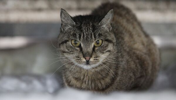 Кошка, архивное фото - Sputnik Таджикистан