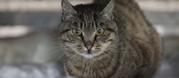 Кошка, архивное фото - Sputnik Таджикистан