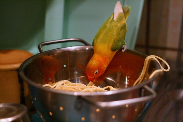 Попугай и макароны Попугай и макароны - Sputnik Таджикистан