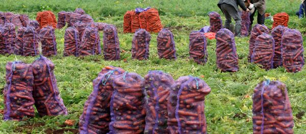 Сбор урожая, архивное фото - Sputnik Таджикистан