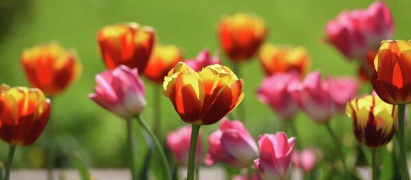 Ба Душанбе баҳор омад - Sputnik Тоҷикистон