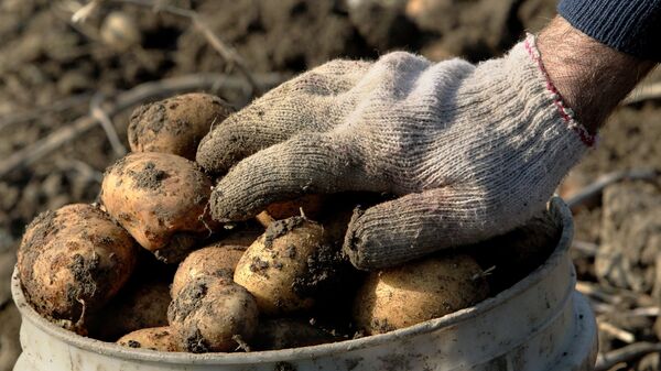 Сбор картофеля, архивное фото - Sputnik Тоҷикистон